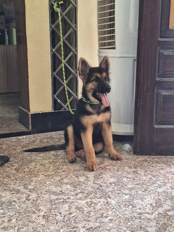 German shepherd male available for sale 2