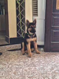 German shepherd male available for sale