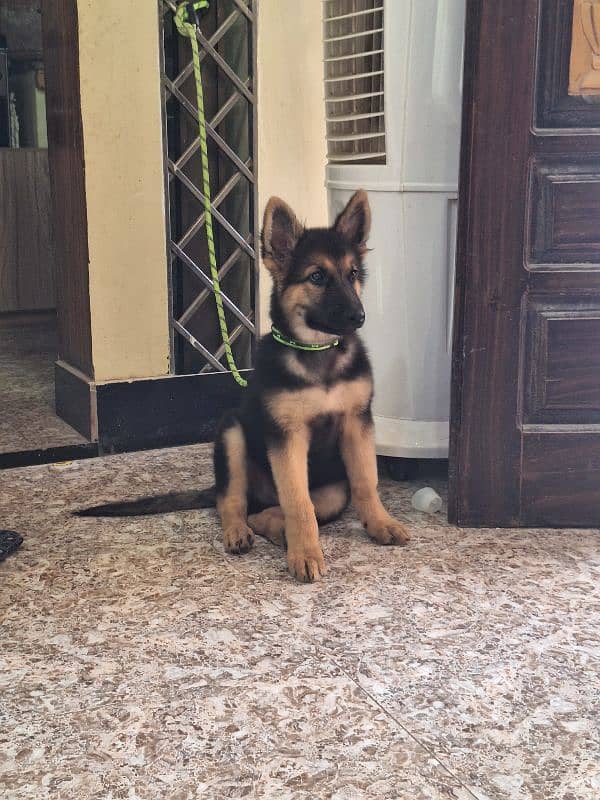 German shepherd male available for sale 0