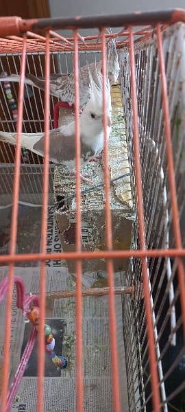 Cockatiel pair 5