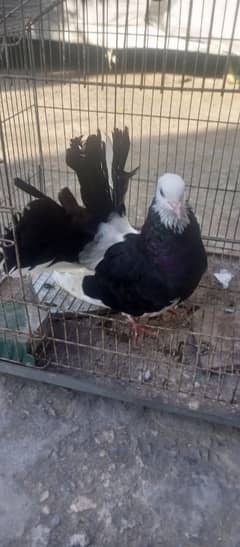 pigeon lacka breeder male & Egyptian breeder male