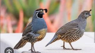 california quails