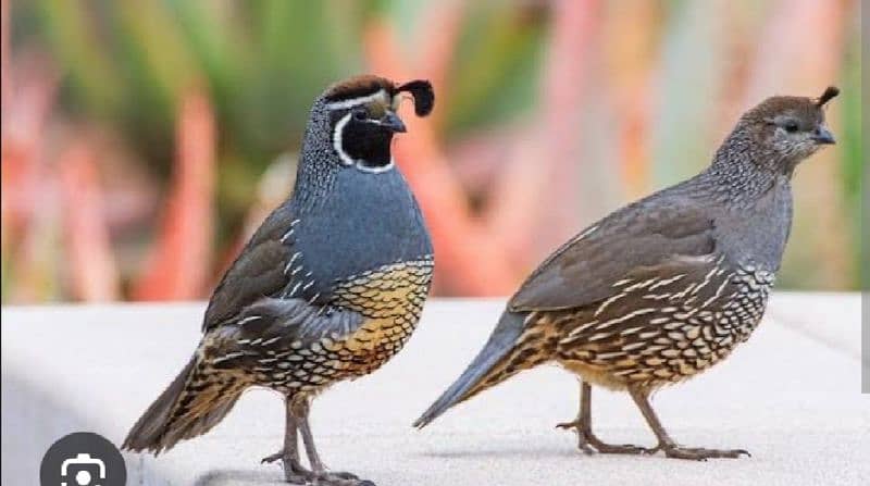 california quails 0