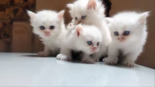 Pure Persian kittens 0