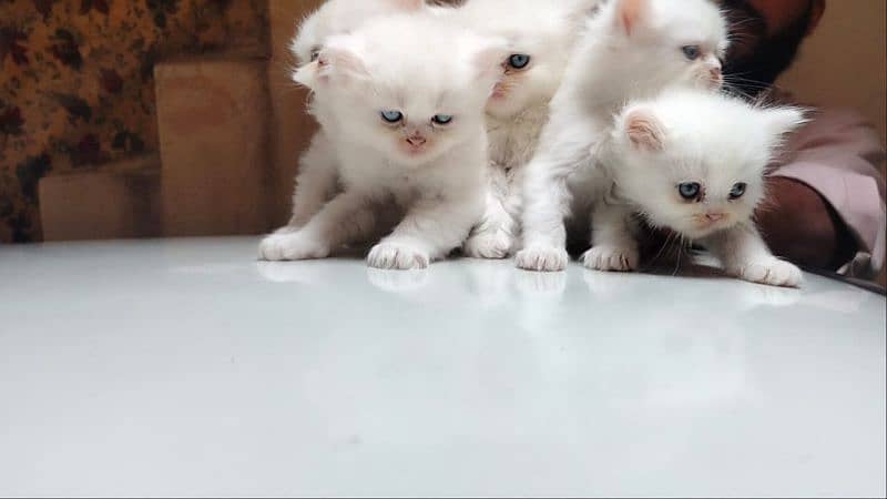 Pure Persian kittens 1