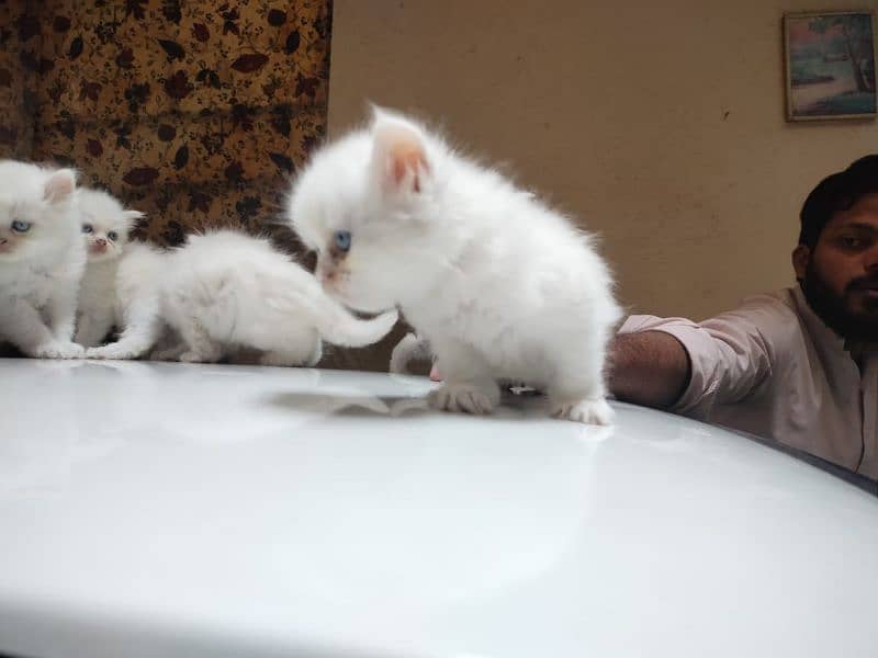 Pure Persian kittens 2