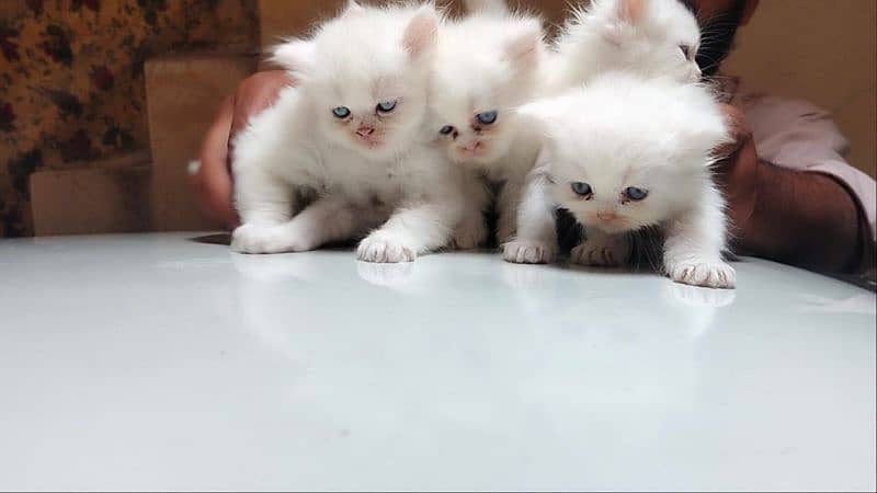 Pure Persian kittens 3