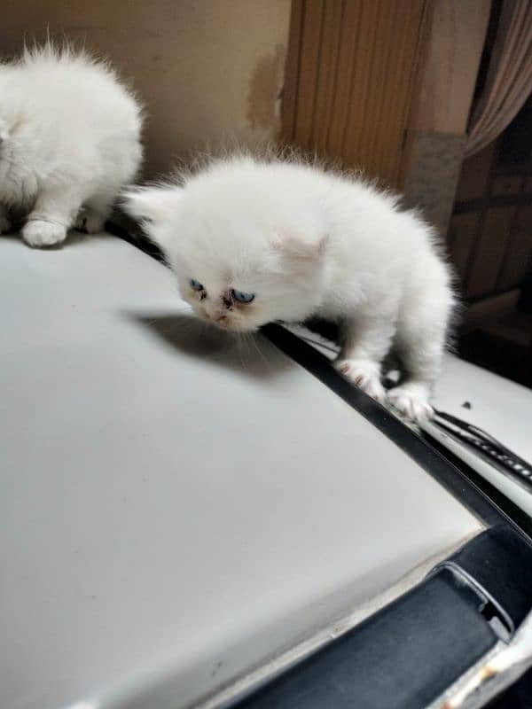 Pure Persian kittens 4