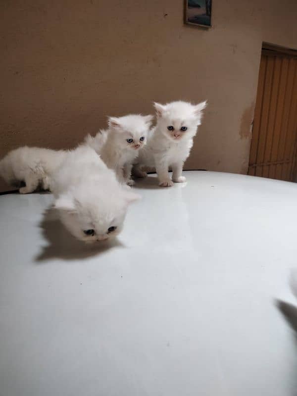 Pure Persian kittens 5