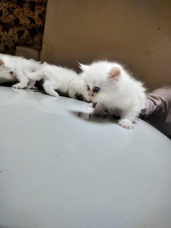 Pure Persian kittens 8