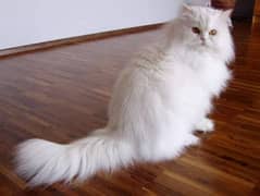 Persian Male Cat