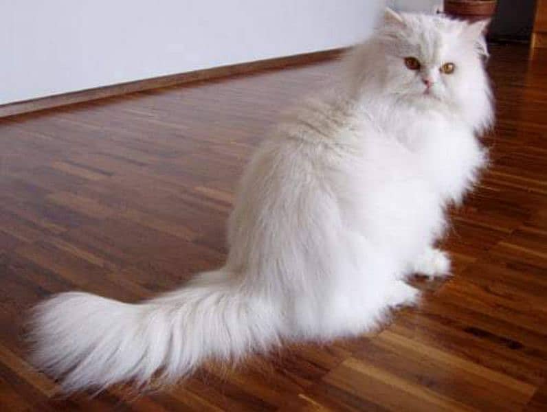 Persian Male Cat 0