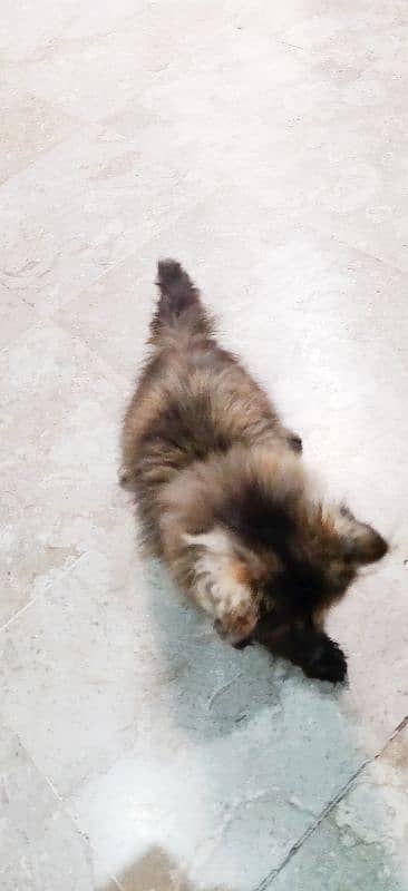 PERSIAN kitten TRIPPLE coated for sale 2