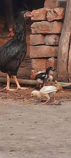 Aseel hen with chicks