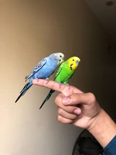 arstaliyan parrots