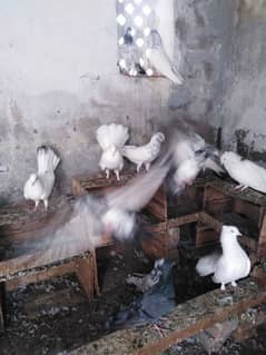 pigeons for sale urgent plz read description.