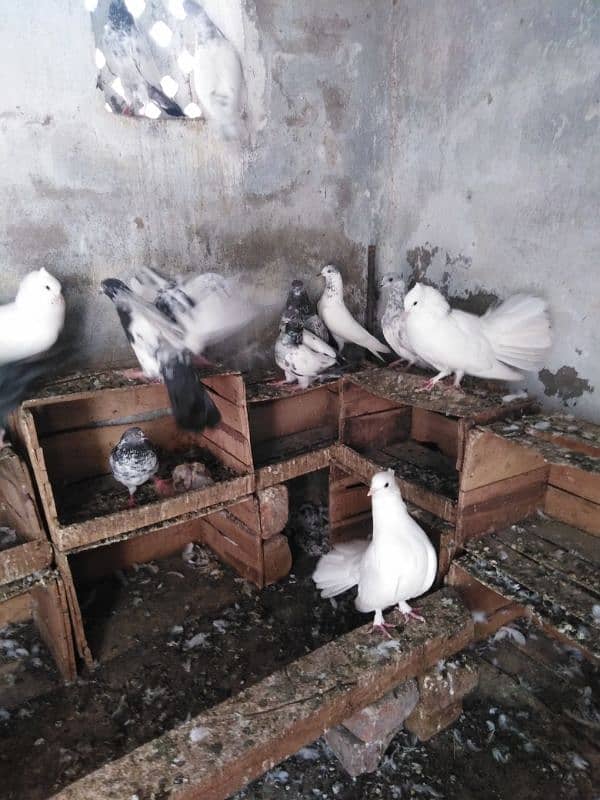 pigeons for sale urgent plz read description. 2