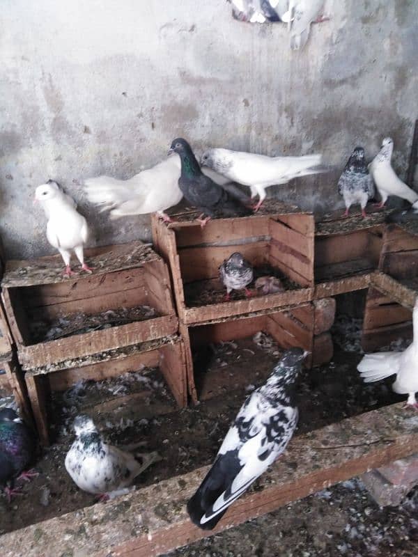 pigeons for sale urgent plz read description. 3