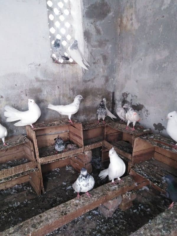 pigeons for sale urgent plz read description. 1