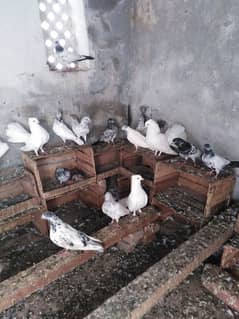 pigeons for sale urgent plz read description.