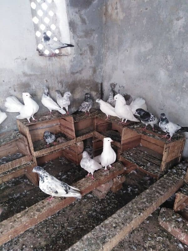 pigeons for sale urgent plz read description. 0