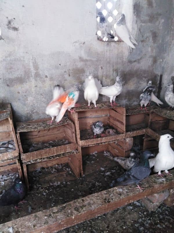 pigeons for sale urgent plz read description. 4