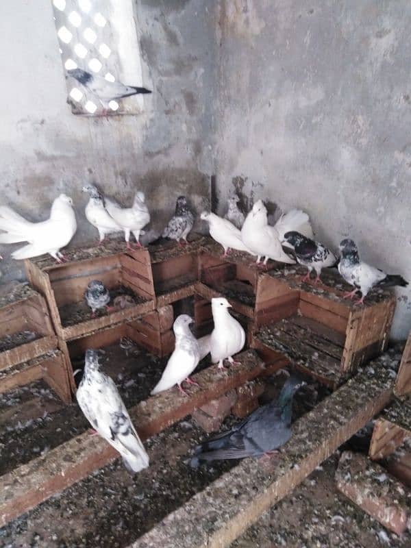 pigeons for sale urgent plz read description. 5