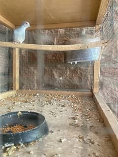 breeder pair doves