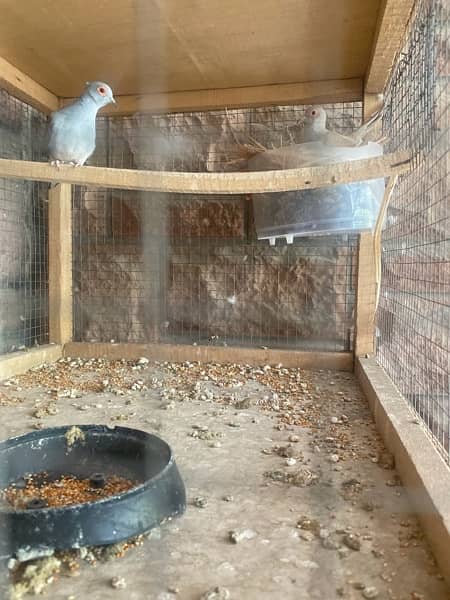 breeder pair doves 0