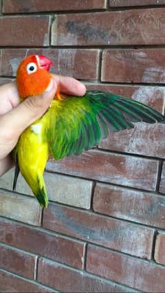 urgent for sale green euwing Opaline split blue female