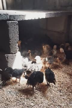 Misri Chicks,Fancy & Desi Murghay Rooster Pair & Chicks available