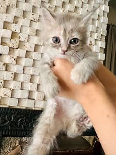 Persian Kitten