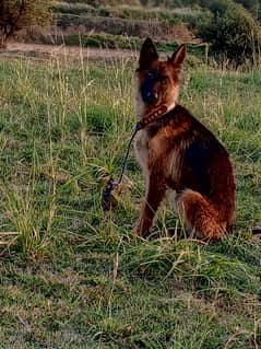 German Shepherd triple cote