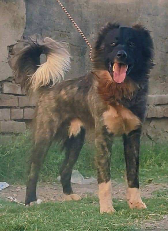 bakarwal male and female available 1