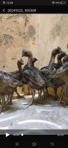 Ayam Cemani black tongue (Indonesian)