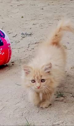 Persian kitten for sale age 2 months