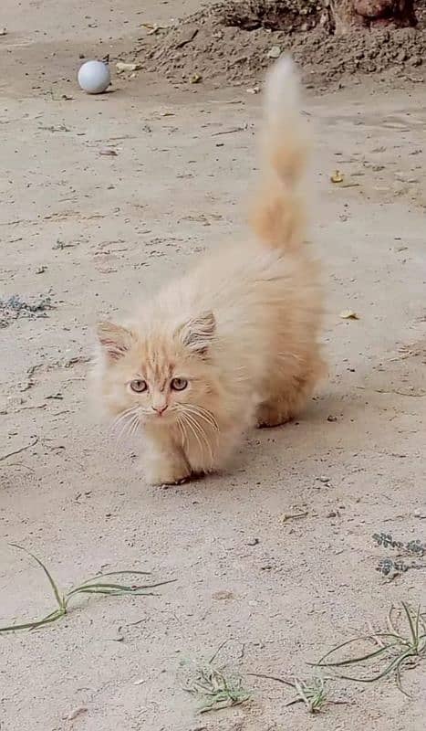 Persian kitten for sale age 2 months 2