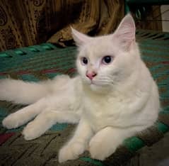 persian male cat urgent sale