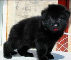 German Shepherd longboard puppy