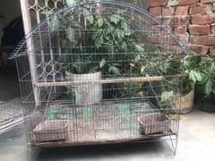 cage for parrots