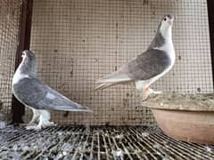 Silver Sherazi Pair For Sale