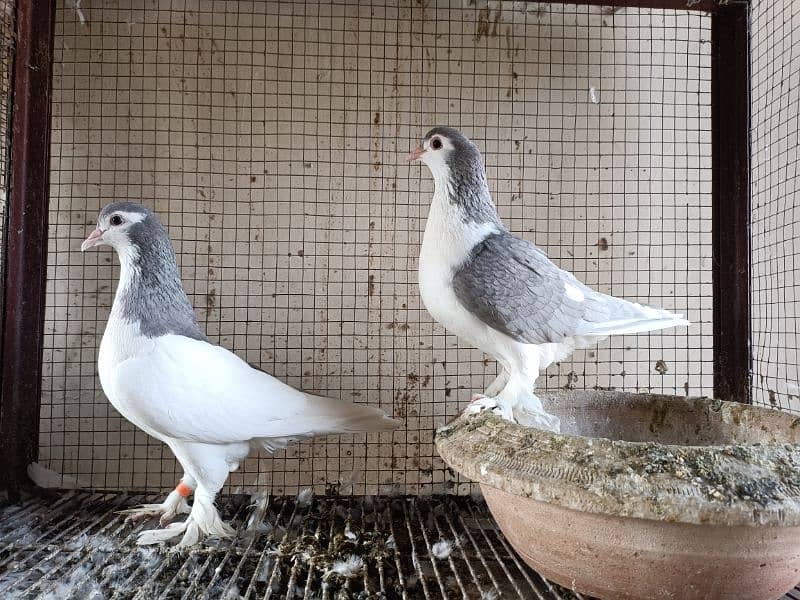 Silver Sherazi Pair For Sale 1