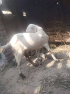 Desi bakra for Sale