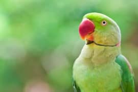 Green Parrot