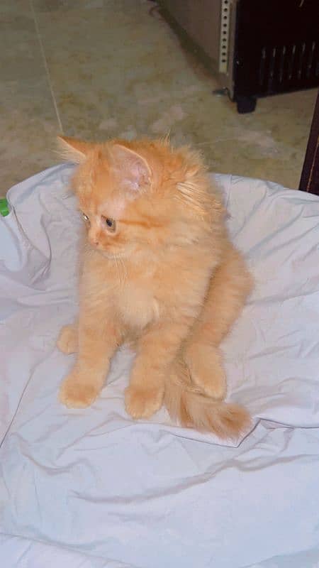 Persian And Russiand mix breed Long Coated 3