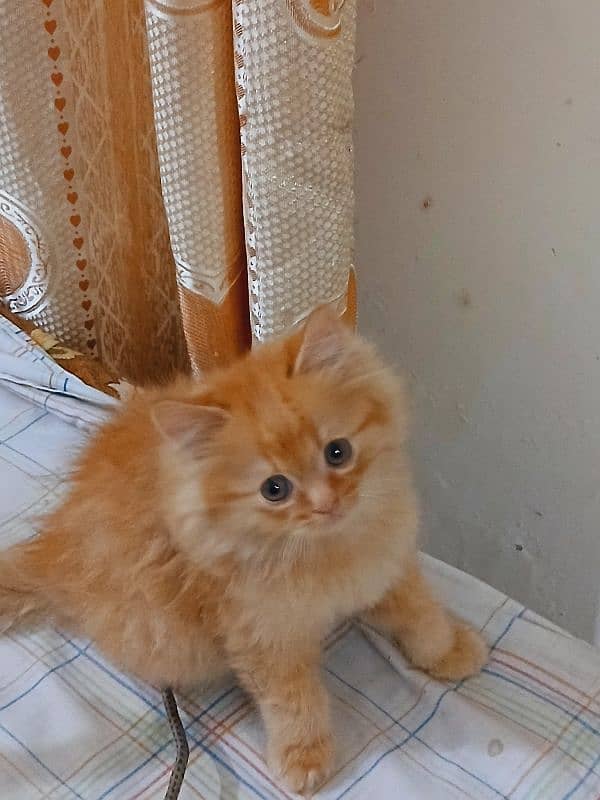 Persian And Russiand mix breed Long Coated 4