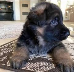 German shepherd puppies available