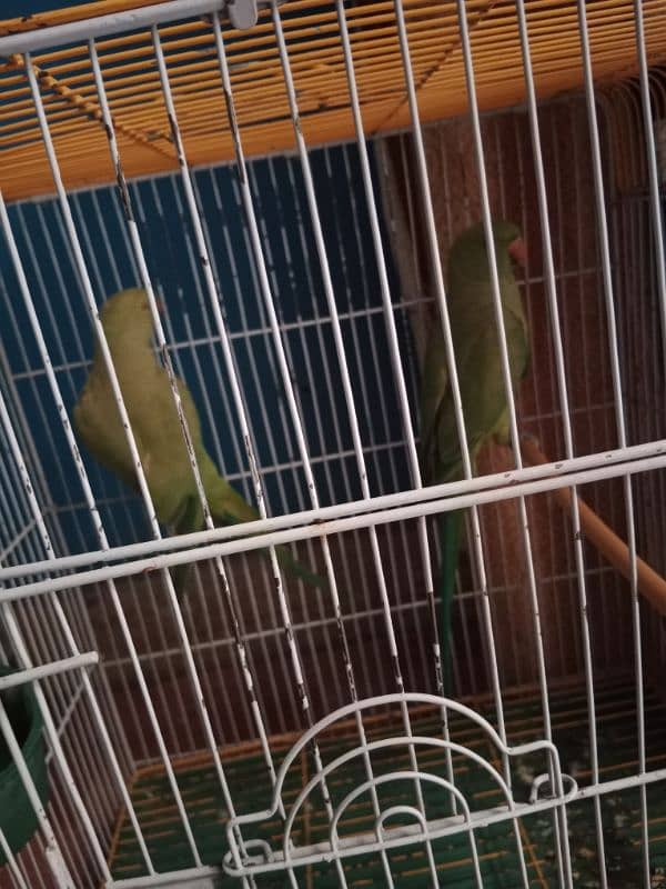 Parrot 0