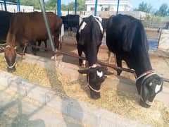 fresion/jursy milking cows