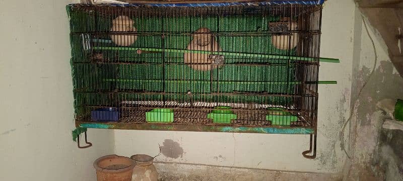 birds cage pinjra finches 2portion 1